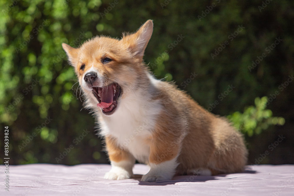 Welsh Corgi Pembroke puppy against a green background Welsh Corgi Pembroke puppy against a green background