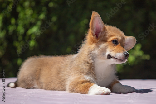 Welsh Corgi Pembroke puppy against a green background