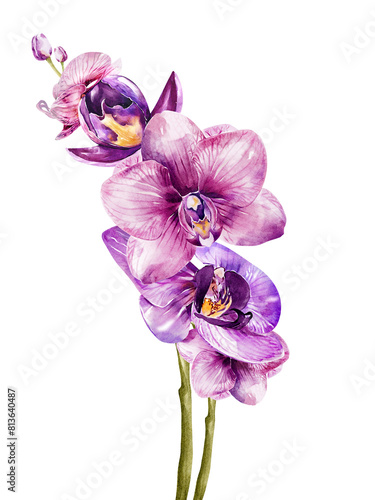 Orchid flower watercolor