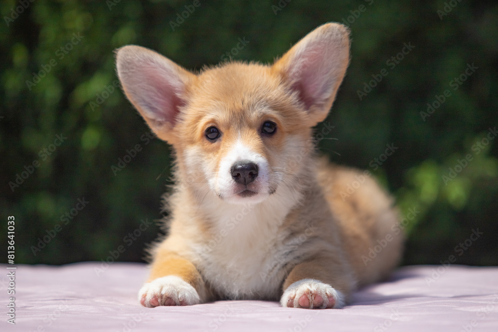 Welsh Corgi Pembroke puppy against a green background Welsh Corgi Pembroke puppy against a green background