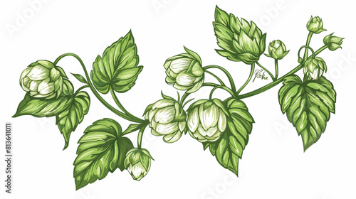 Detailed natural realistic drawing of hop sprig