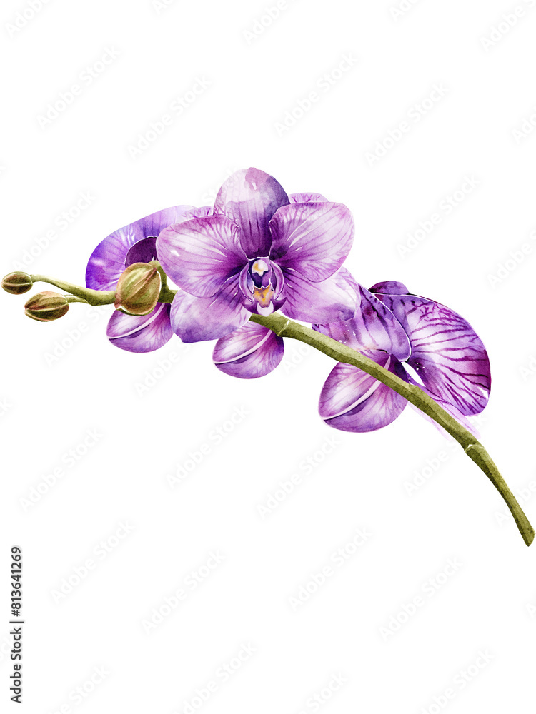 Obraz premium Orchid flower watercolor