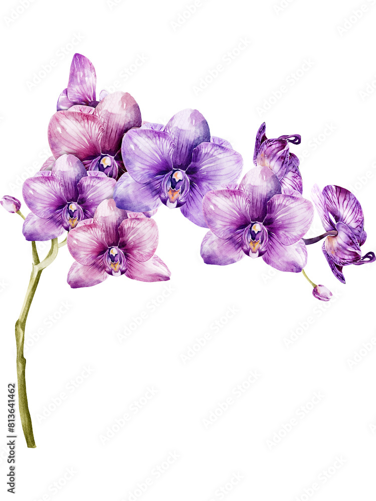 Naklejka premium Orchid flower watercolor