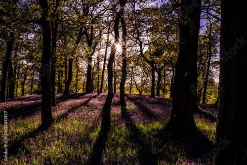 The bluebell woods at Kinclaven forest, Perthshire, Scotland.