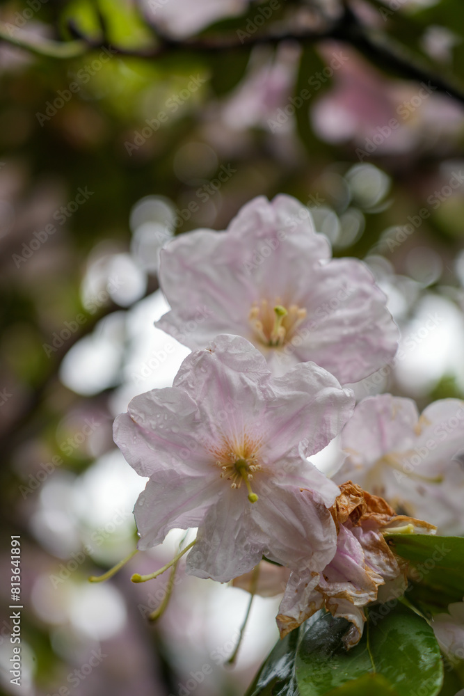 Obraz premium tree flowers