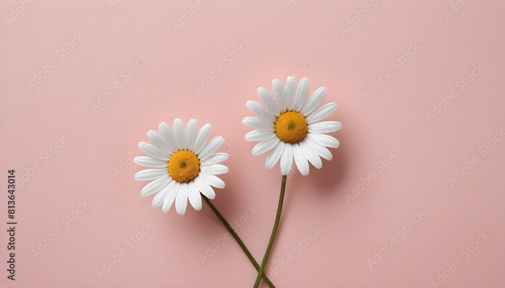 Two white daisies with yellow centers placed on a soft pink background Two white daisies with yellow centers placed on a soft pink background