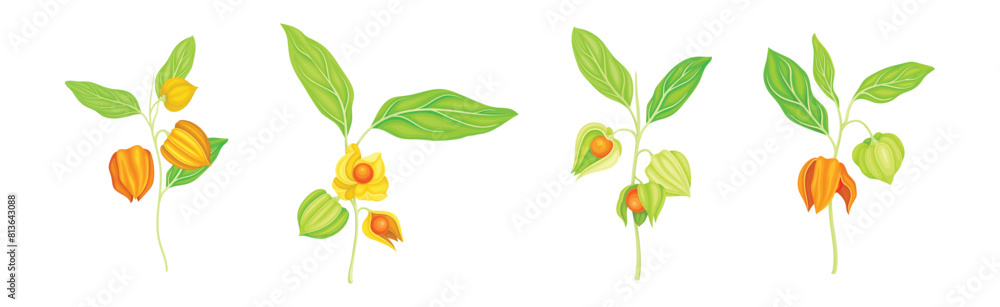 Physalis Orange Fresh Fruit with Green Leaf Vector Set Physalis Orange Fresh Fruit with Green Leaf Vector Set