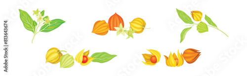 Physalis Orange Fresh Fruit with Green Leaf Vector Set