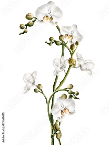 Orchid flower watercolor