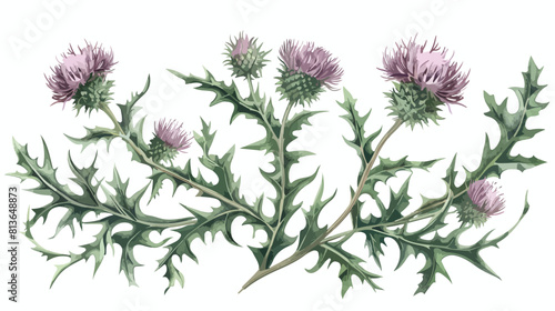 Elegant detailed botanical drawing of thistles flower