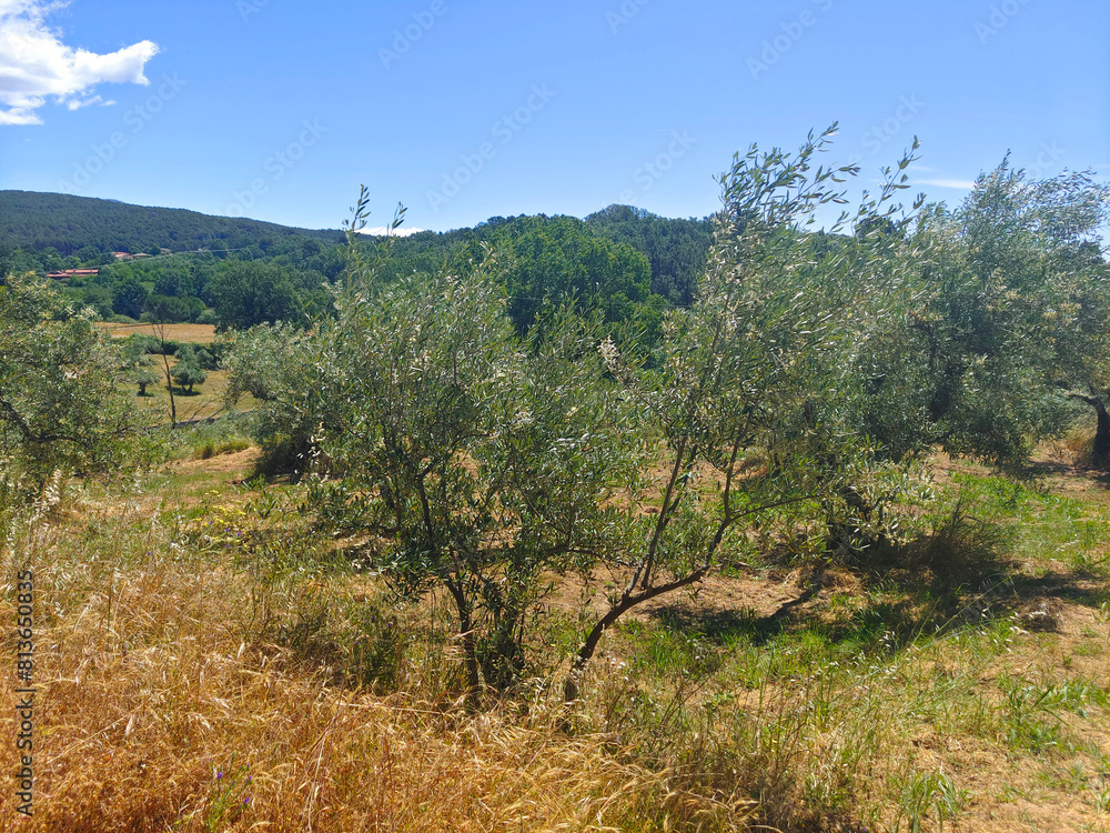 Olive trees Olive trees