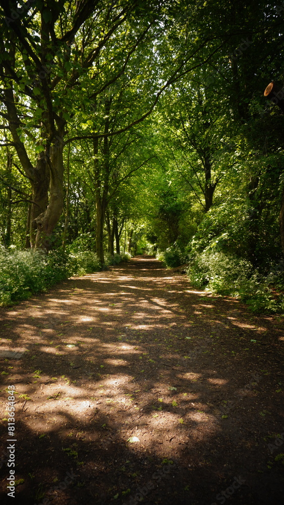 Obraz premium Countryside, Woodland, Nature, Landscape, Rural, Forest, Trees, Scenic, Serene, Tranquil, Greenery, Foliage, Meadows, Fields, Tranquility, Countryside scenery, Natural beauty, Outdoor, Peaceful, Wilde