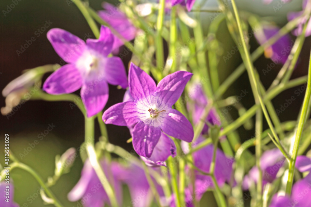 Wild lilac summer bell flowers Wild lilac summer bell flowers