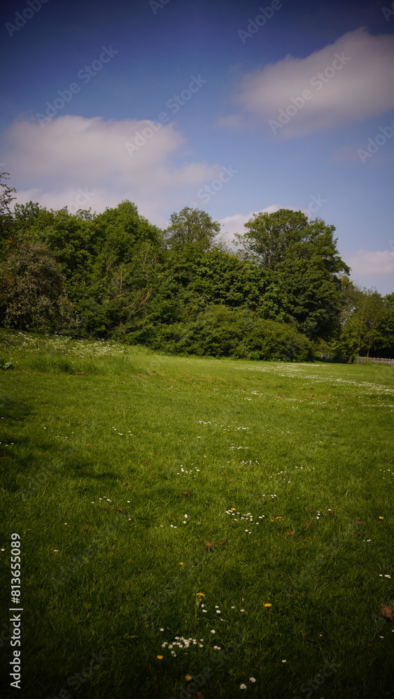 Obraz premium Countryside, Woodland, Nature, Landscape, Rural, Forest, Trees, Scenic, Serene, Tranquil, Greenery, Foliage, Meadows, Fields, Tranquility, Countryside scenery, Natural beauty, Outdoor, Peaceful, Wilde