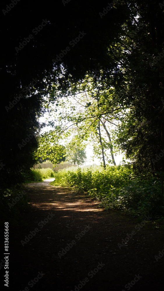 Fototapeta premium Countryside, Woodland, Nature, Landscape, Rural, Forest, Trees, Scenic, Serene, Tranquil, Greenery, Foliage, Meadows, Fields, Tranquility, Countryside scenery, Natural beauty, Outdoor, Peaceful, Wilde