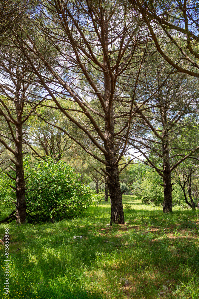 Ida Mountain National Park in Bergama, Izmir - Turkey. Deep Forest Area. Ida Mountain National Park in Bergama, Izmir - Turkey. Deep Forest Area.