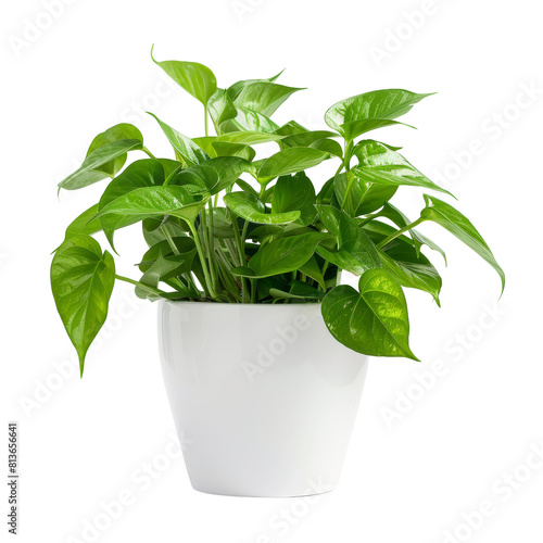 Pothos in white pot isolated on transparent background