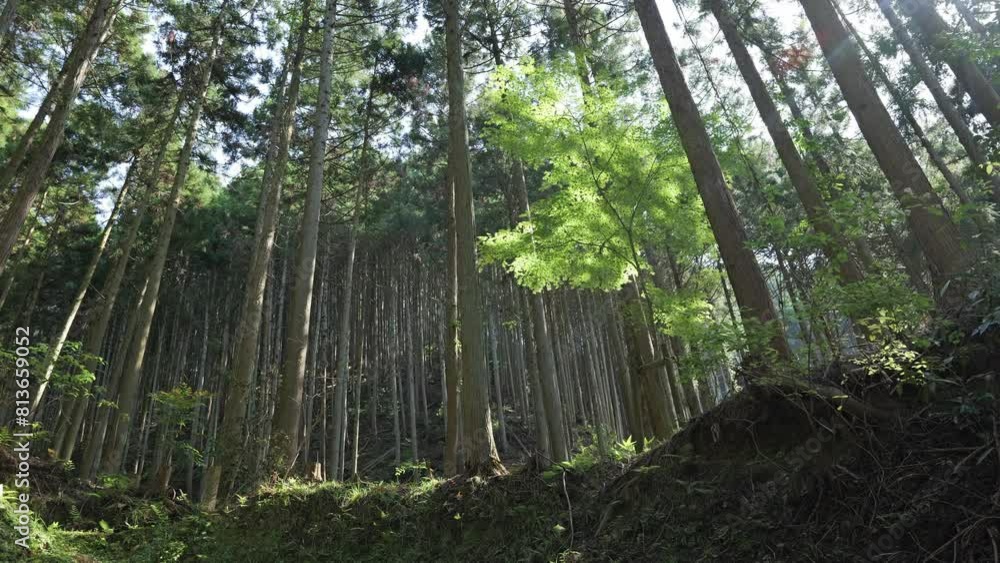Beautiful sunbeam forest landscape video 4k Beautiful sunbeam forest landscape video 4k