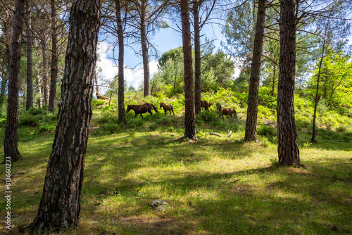 Wild Horses   Mustangs in the Ida Mountains Wild Horse Range on the Border of Bal  kesir and Izmir  Turkey