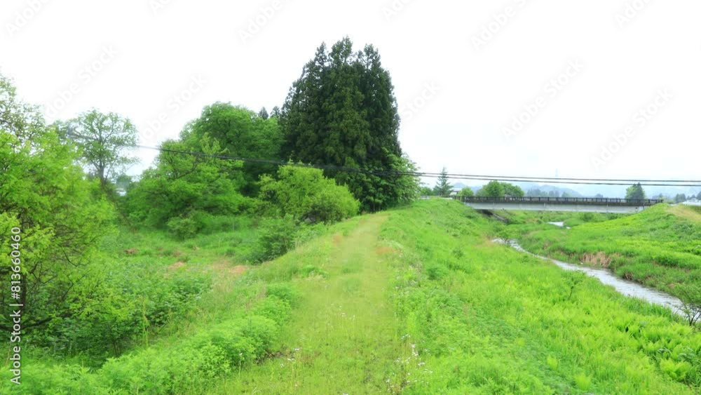 雨が降っている情景 森 緑 自然風景 イメージ 雨が降っている情景 森 緑 自然風景 イメージ
