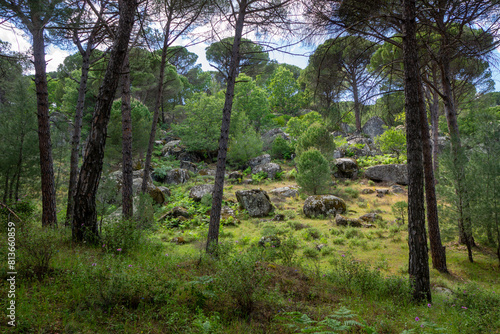 The Magnificent Combination of Pine Trees and Rock Formations in the Mount Ida Mountains.