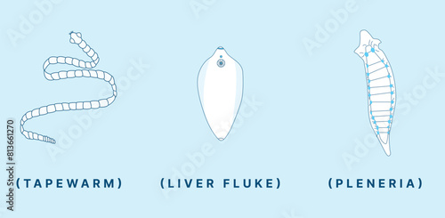 Flatworm Anatomy Illustration – Tapeworm, Liver Fluke, and Planaria Diagram for Biology Education