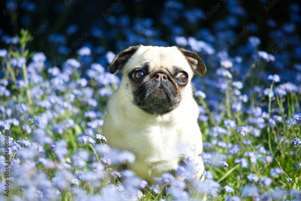French bulldog puppy in purple forget me not bush front view French bulldog puppy in purple forget me not bush front view