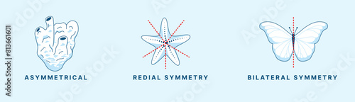 Types of Animal Symmetry – Asymmetrical, Radial, and Bilateral Symmetry Vector Illustration