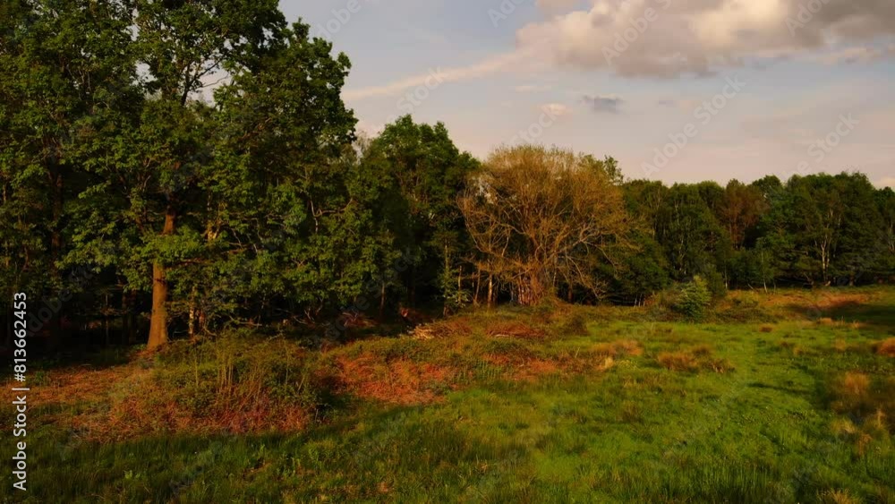 Woodland nature reserve in England wide aerial Woodland nature reserve in England wide aerial