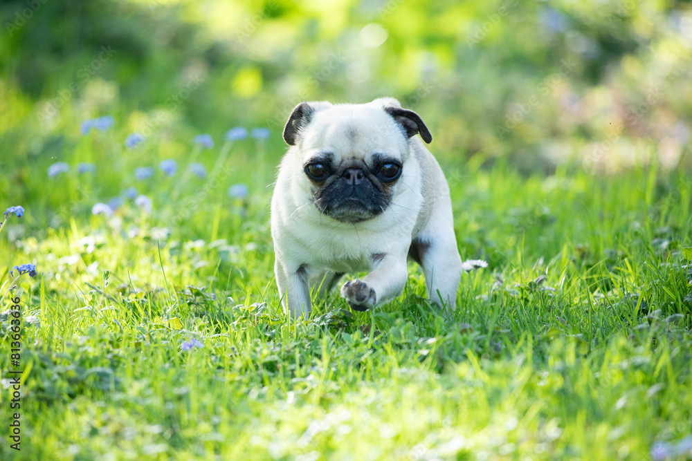 Pug dog front view walking on grass Pug dog front view walking on grass