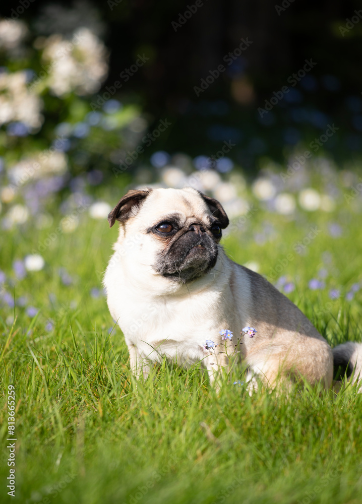 English bulldog puppy on green grass looking away English bulldog puppy on green grass looking away