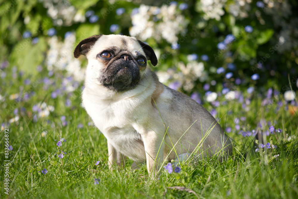 Bulldog puppy, looking away in spring garden Bulldog puppy, looking away in spring garden