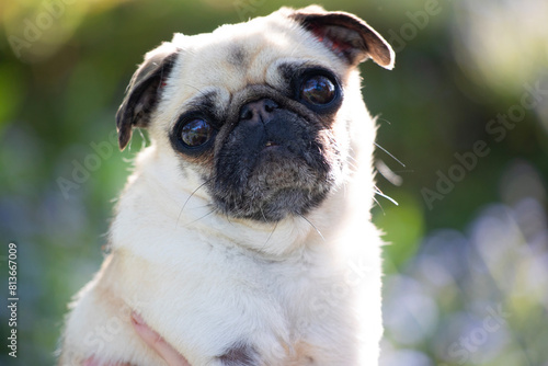 Pug dog portrait, close up © Franz