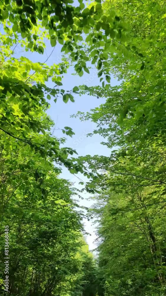View into moving green trees filmed from a bicycle View into moving green trees filmed from a bicycle