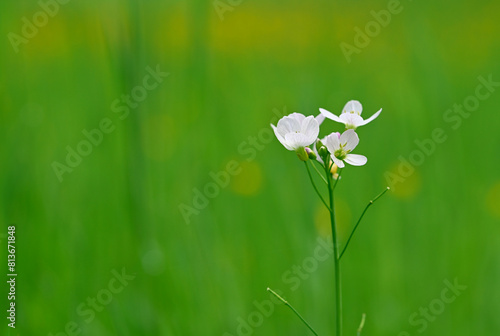 Beautiful close-up of a cardamine pratensis flower photo