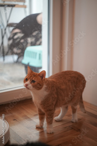 Orange cat portrait at home