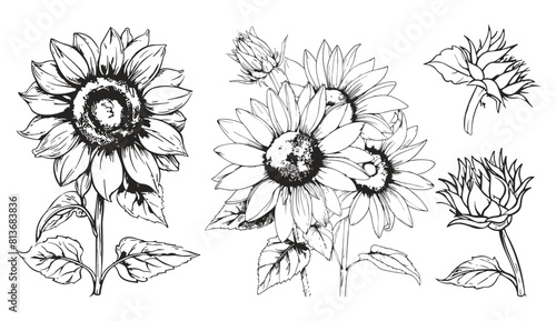 Hand drawn skertch sunflowers. Sunflower blooming doodle set, big flowers. Floral nature seasonal vector elements
