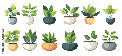 Isolated home plants in different pots. Green flora for the house decoration, garden in apartment. Simple flat vector elements