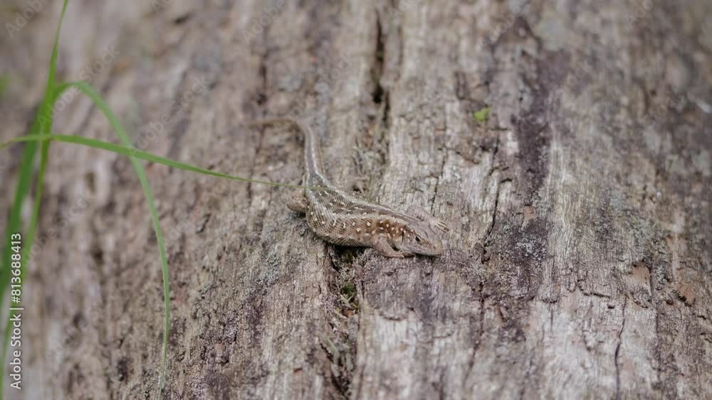Female sand lizard on a tree trunk, good camouflage colours Female sand lizard on a tree trunk, good camouflage colours