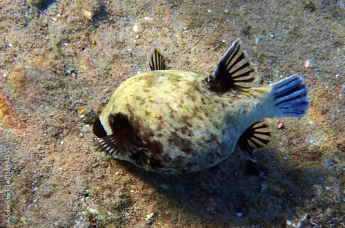 Masked puffer fish, scientific name is Arothron diadematus, belongs to the family Tetraodontidae, it inhabits coral reefs  of the Red Sea, Middle East