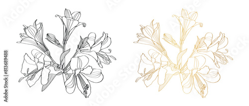 Alstroemeria vector illustration. Black and white, golden floral hand drown illustration.  Botanical set of sketch flowers, leaves and branches.