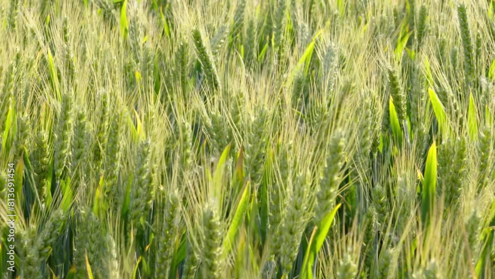 green wheat field, Background of ripening ears of meadow wheat field. green wheat field, Background of ripening ears of meadow wheat field.