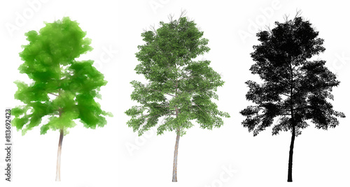 Set or collection of Lacebark Elm trees  painted  natural and as a black silhouette on white background. Concept or conceptual 3d illustration for nature  ecology and conservation  strength  beauty