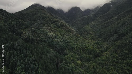 Majestic Canopy: Aerial Symphony of Forest and Clouds