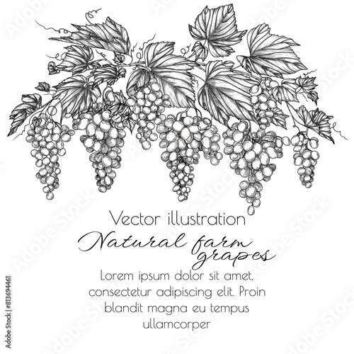 Vector illustration of a branch of grapes in engraving style