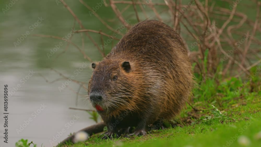 Nutria sits and cleans itself. Wild nature. Close-up of a water nutria on a lake. Natural habitat of otter, nutria, beaver Nutria sits and cleans itself. Wild nature. Close-up of a water nutria on a lake. Natural habitat of otter, nutria, beaver