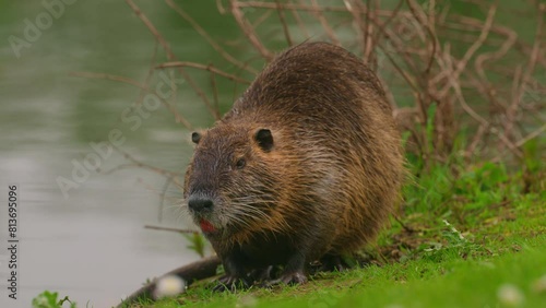 Nutria sits and cleans itself. Wild nature. Close-up of a water nutria on a lake. Natural habitat of otter, nutria, beaver