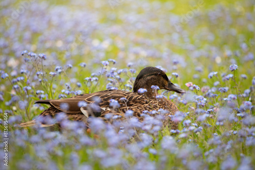 Duck in forget me nots flowers