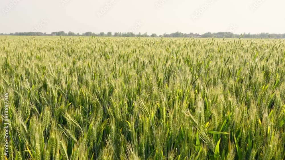 green wheat field, Background of ripening ears of meadow wheat field. green wheat field, Background of ripening ears of meadow wheat field.