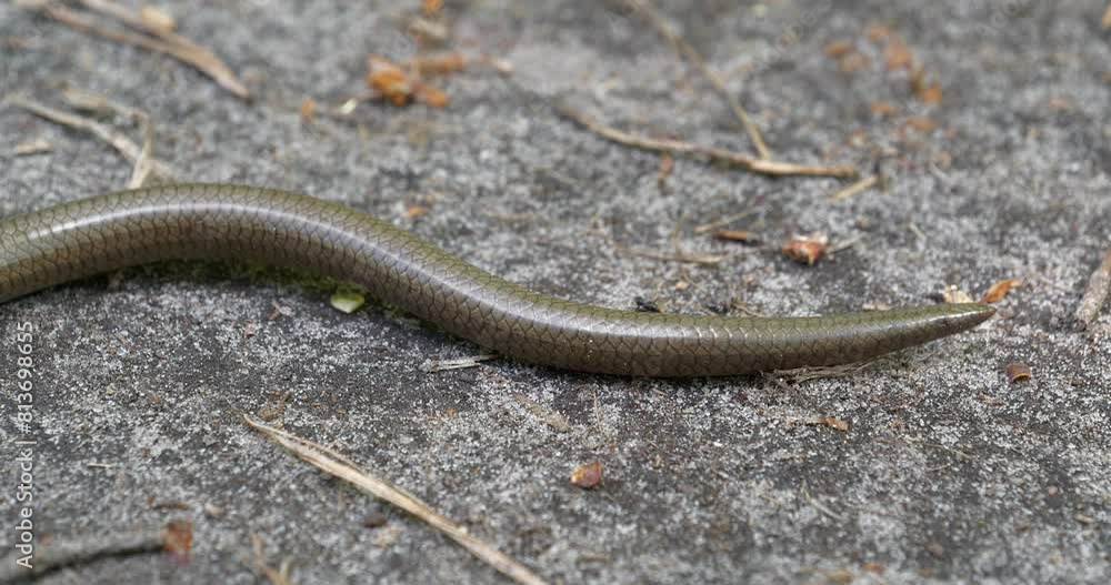 Tail of snake lies on the ground and moves Tail of snake lies on the ground and moves